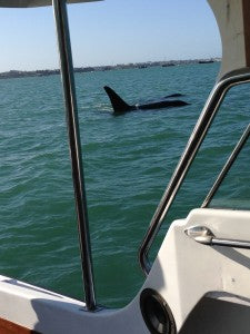 AWT boat on water