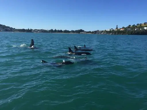 Whale watching tour Auckland