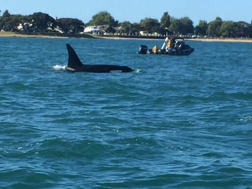 Private water taxi tour Auckland