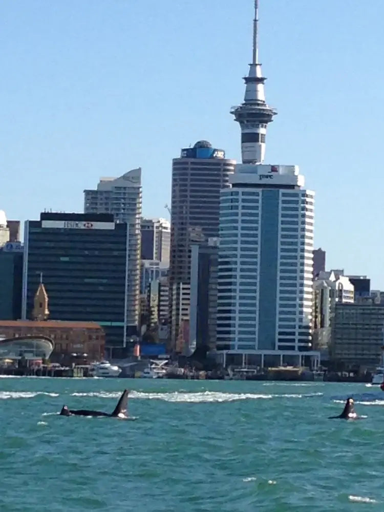 Auckland water taxi harbour